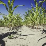 猫先生娱乐:让每一只猫咪都成为明星 353bjf7g